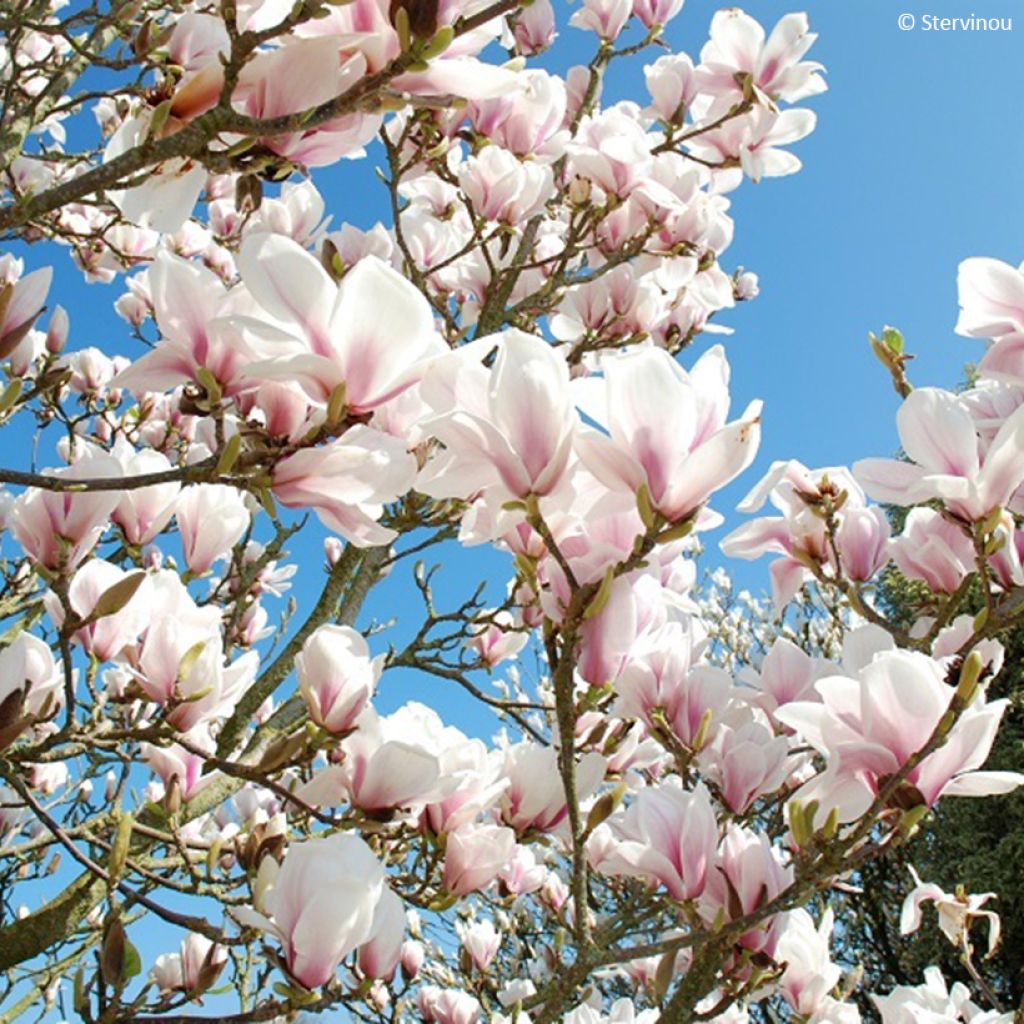 Magnolia x soulangeana Picture Superba