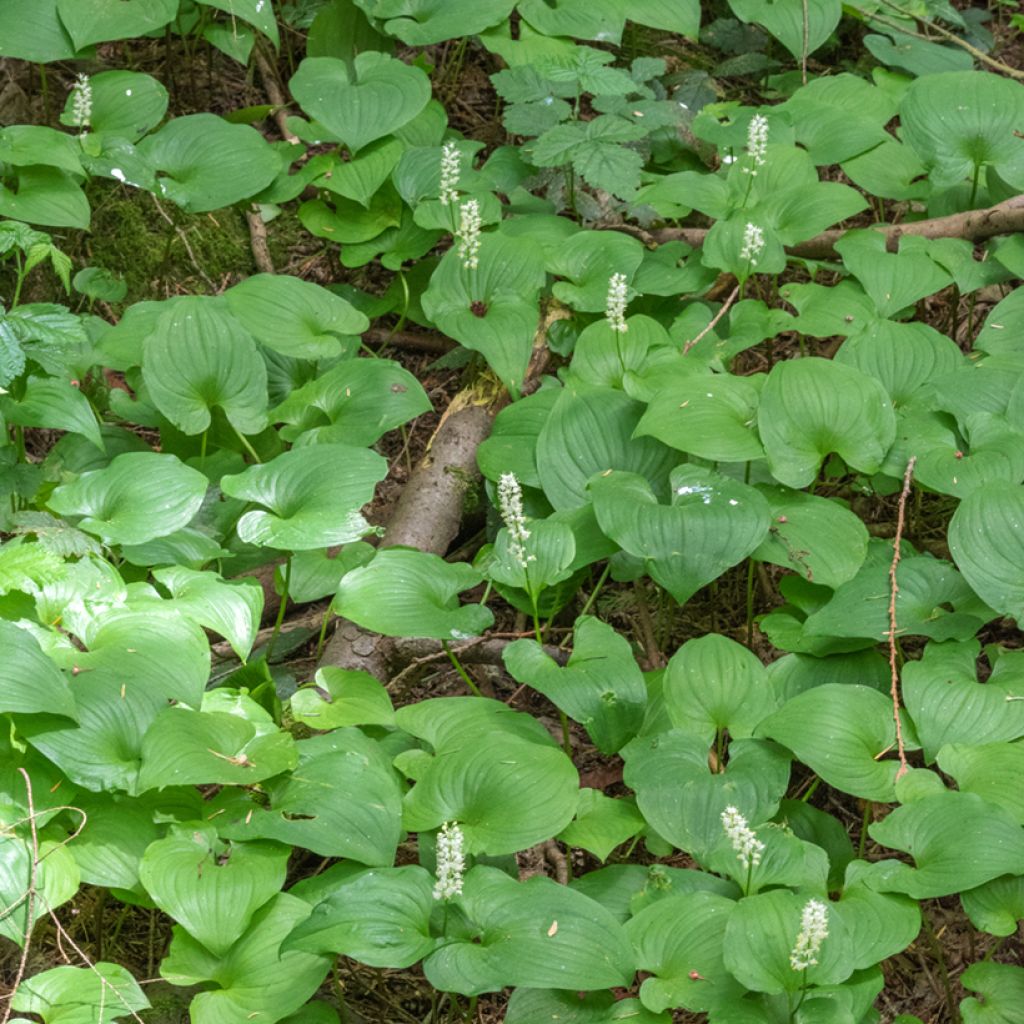 Maianthemum bifolium