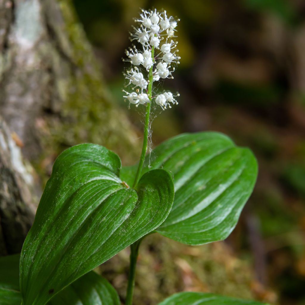 Maianthemum kamtschaticum