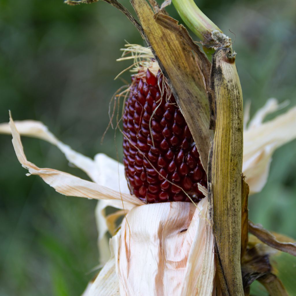 Corn Tom Thumb Popcorn - Ferme de Sainte Marthe Seeds