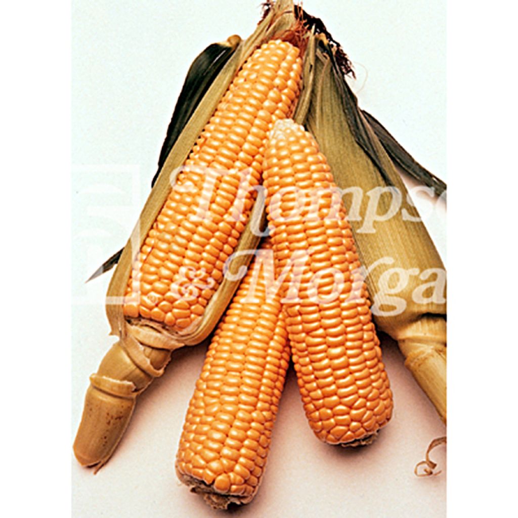 Conquerer F1 Sweetcorn - Zea mays