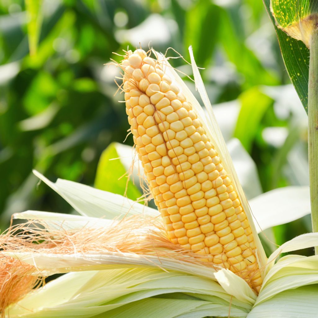 Sweet Corn Swift - Zea mays