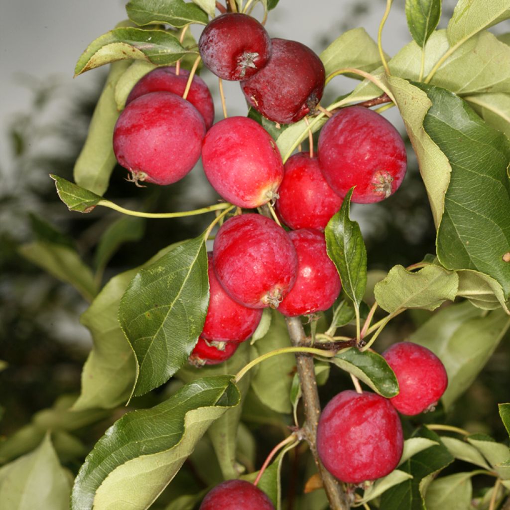 Malus robusta Dolgo - Crabapple