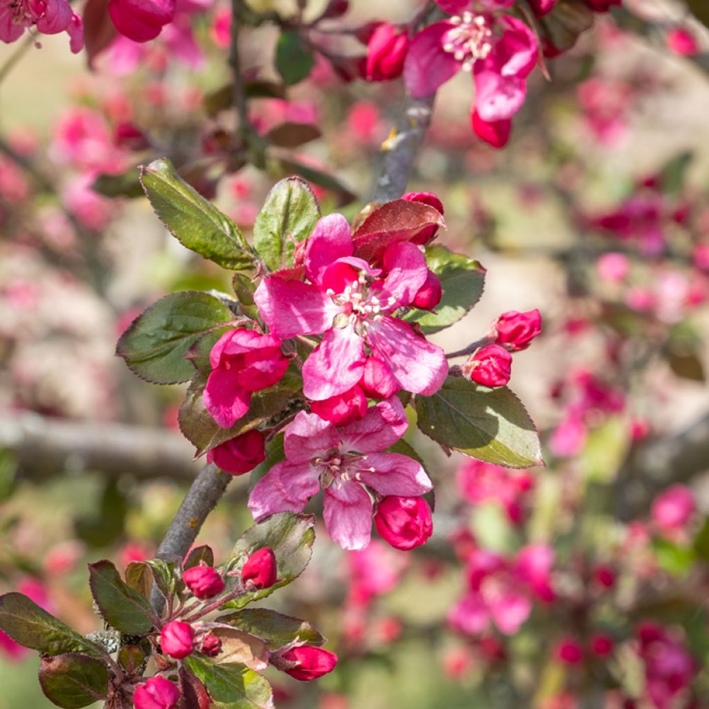 Malus purpurea Eleyi - Purple Crabapple