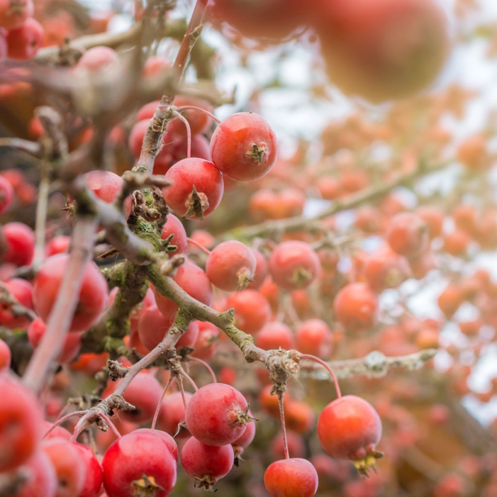 Malus purpurea Eleyi - Purple Crabapple