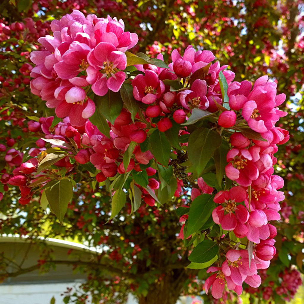 Malus purpurea Eleyi - Purple Crabapple