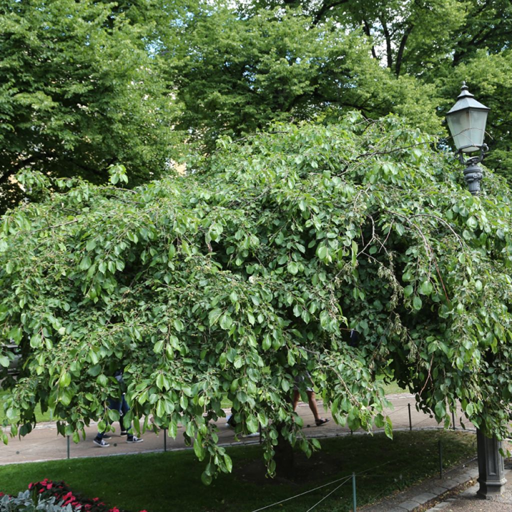 Malus Hyvingiensis - Crabapple