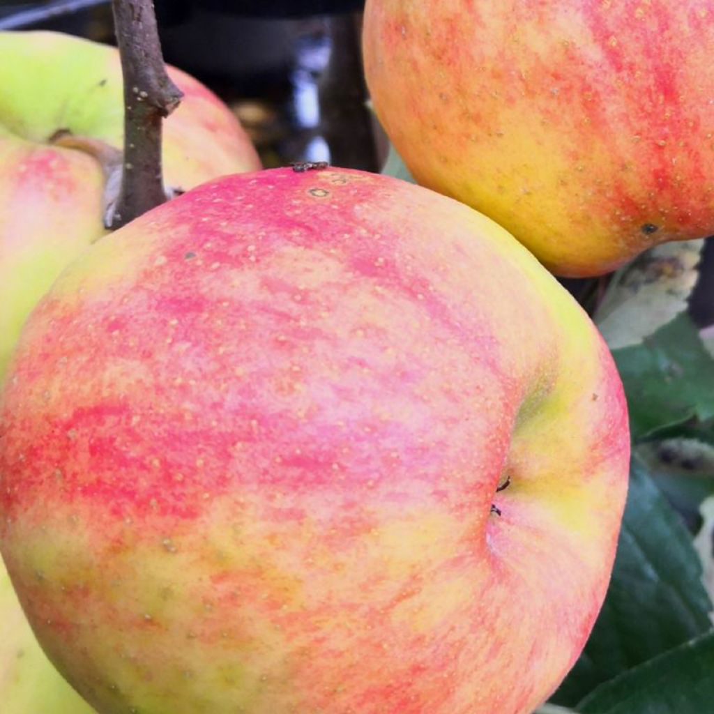 Apple Tree Karneval - Malus domestica