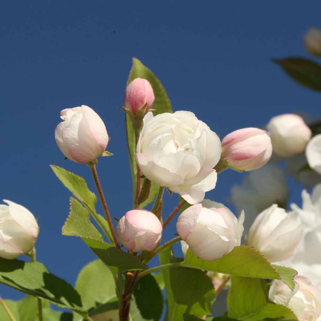 Malus MADONNA - Crabapple