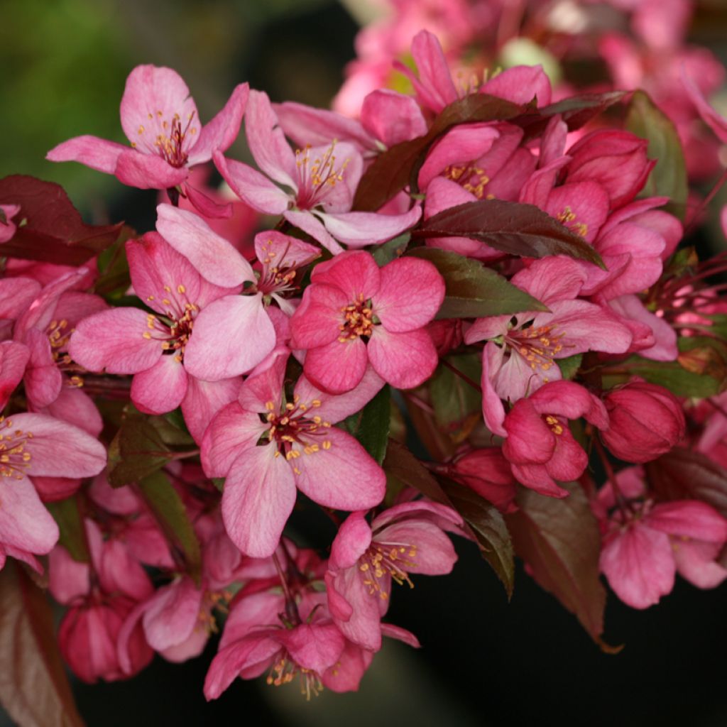 Malus x purpurea Paul Hauber - Purple Crabapple