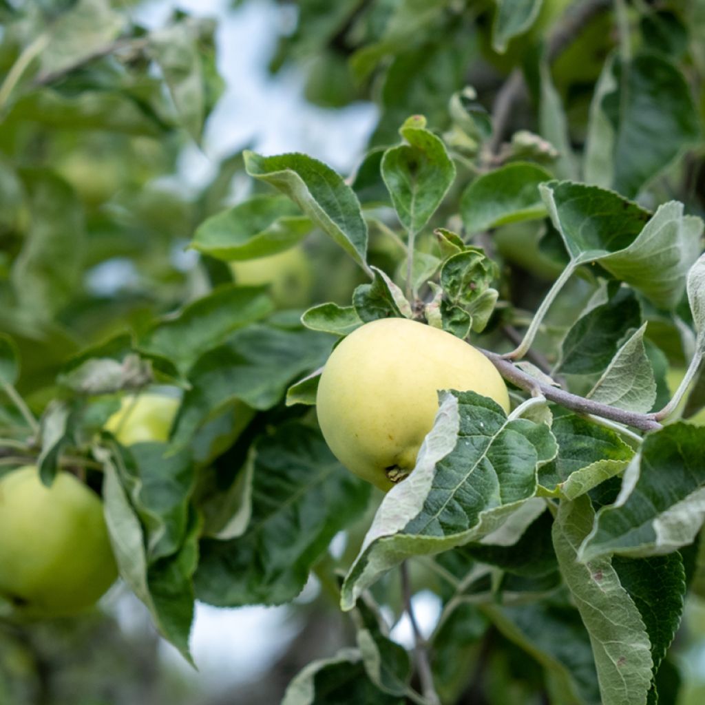 Apple Tree Antonówka Półtorapoundowa - Malus domestica