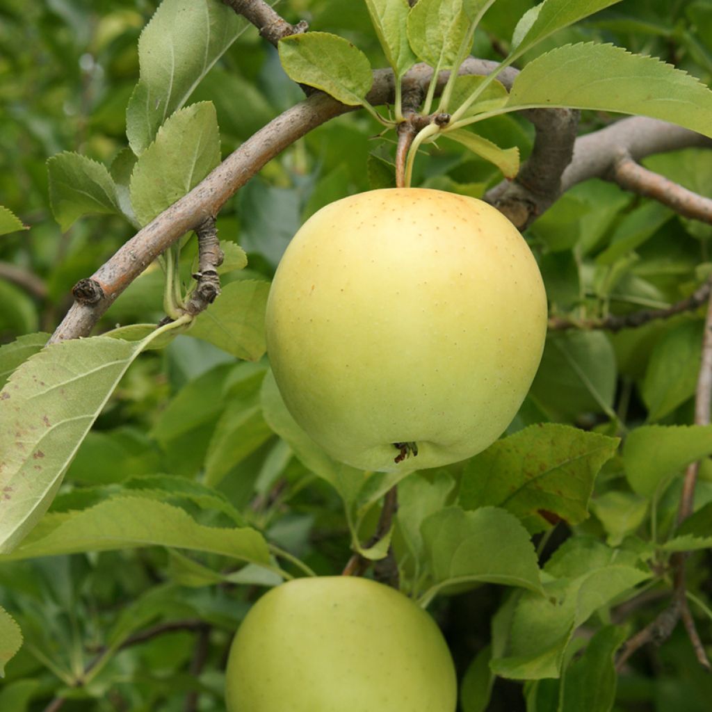 Apple Tree Antonówka Zwykła - Malus domestica