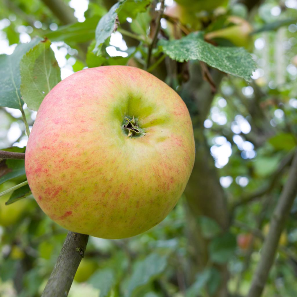 Apple Tree Bramley's Seedling - Malus domestica 