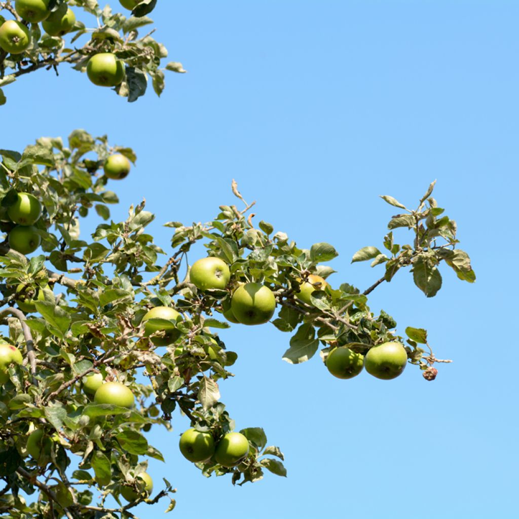 Apple Tree Bramley's Seedling - Malus domestica 