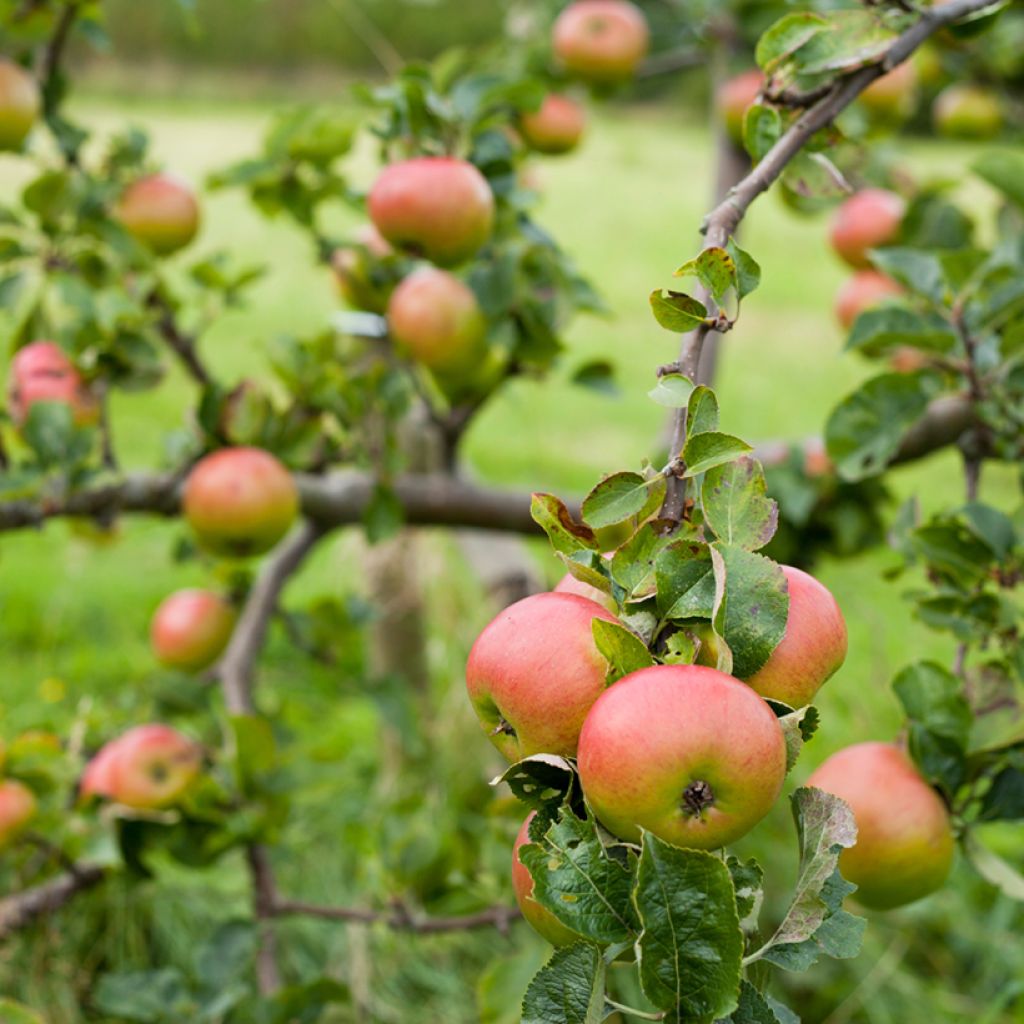 Apple Tree Bramley's Seedling - Malus domestica 