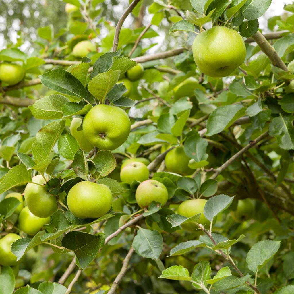 Apple Tree Bramley's Seedling - Malus domestica 