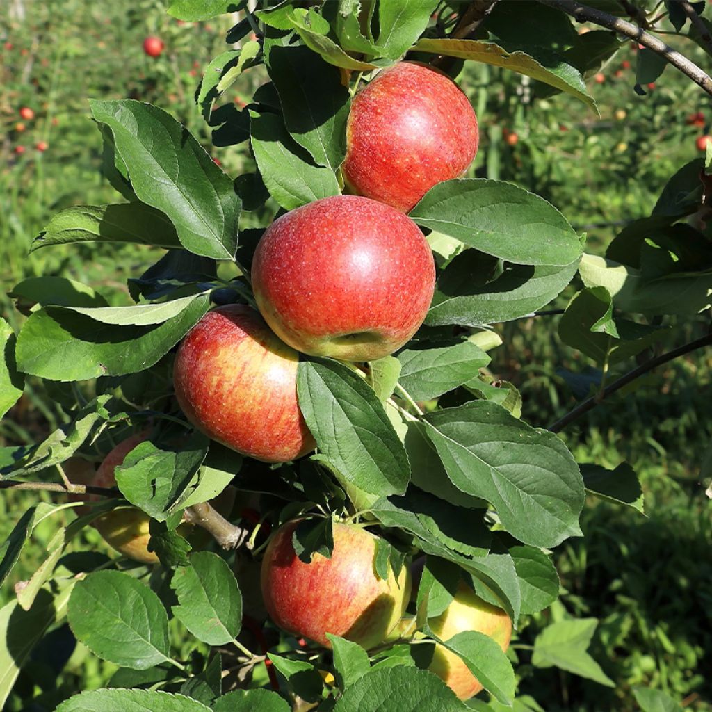Malus domestica Cesarz Wilhelm, Kaiser Wilhelm, Reinette rouge - Pommier domestique, Pommier commun
