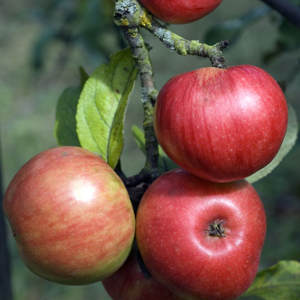 Malus domestica Rajewskie - Pommier domestique, Pommier commun