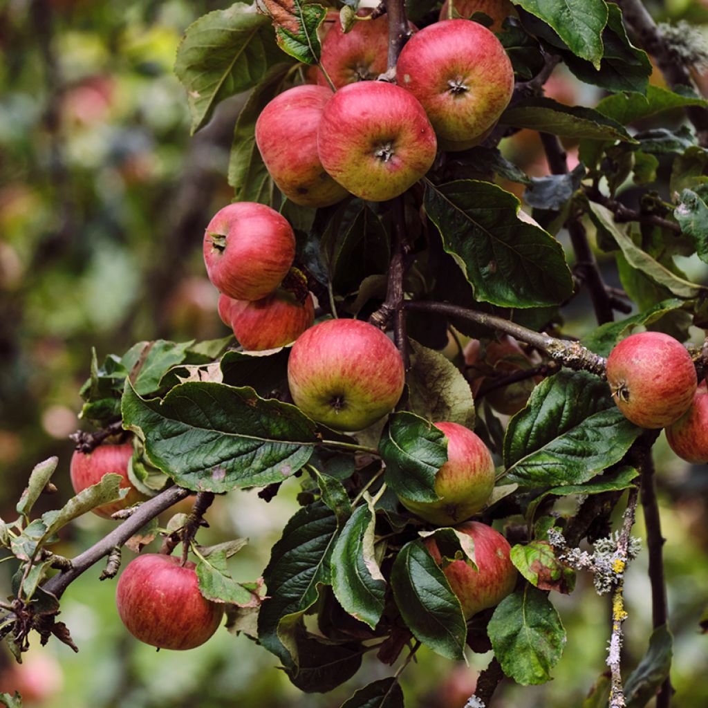 Malus domestica Rarytas Śląski - Pommier domestique, Pommier commun