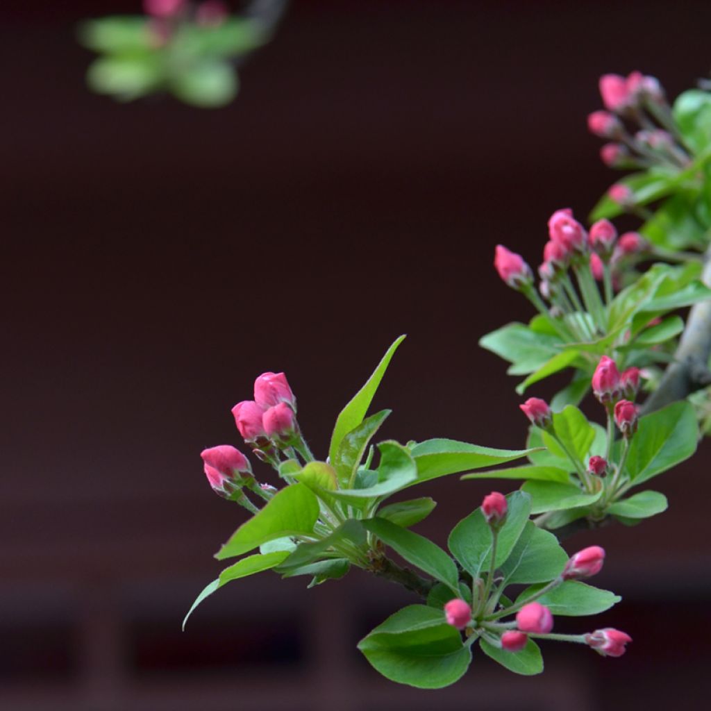 Malus micromalus - Dwarf Crab Apple