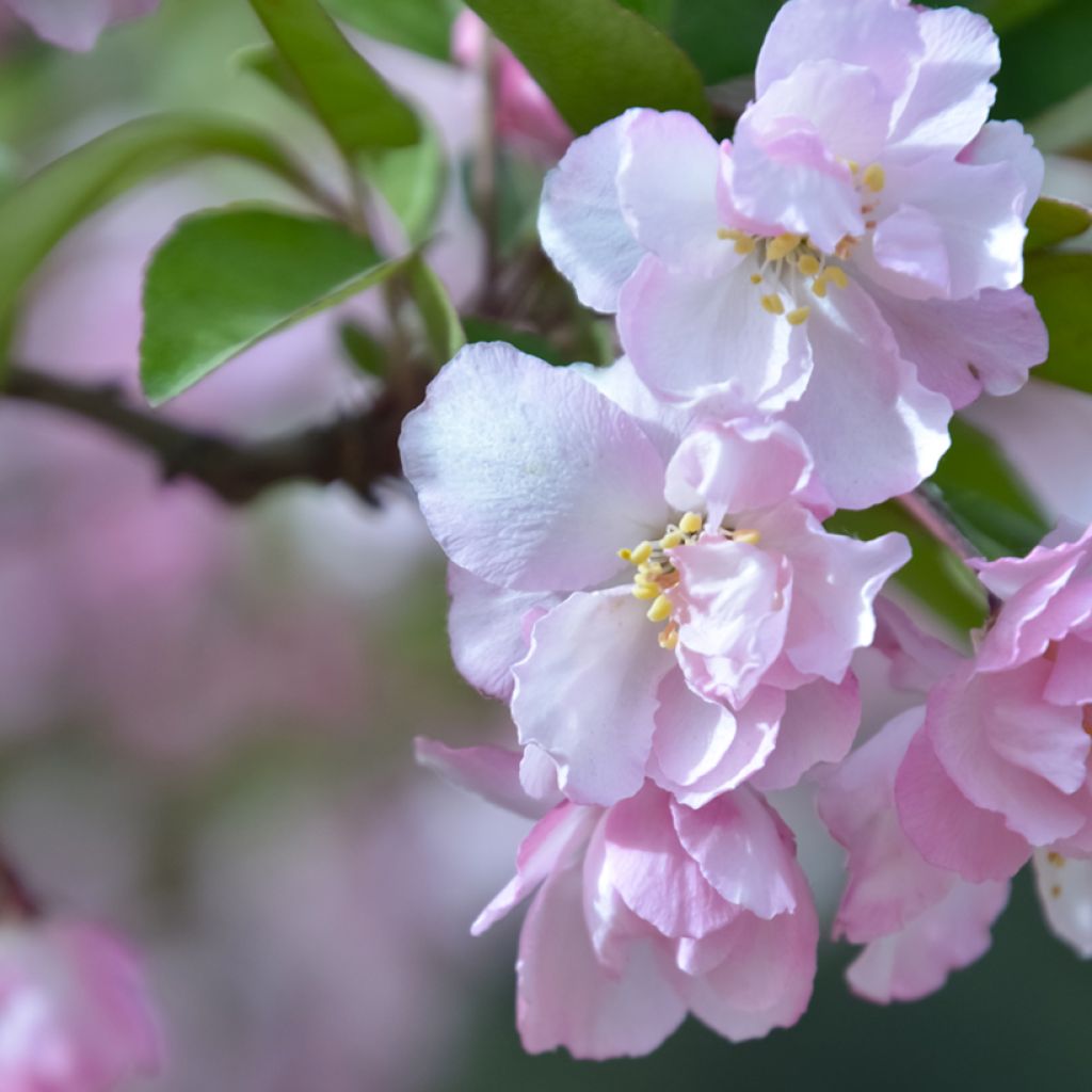 Malus micromalus - Dwarf Crab Apple