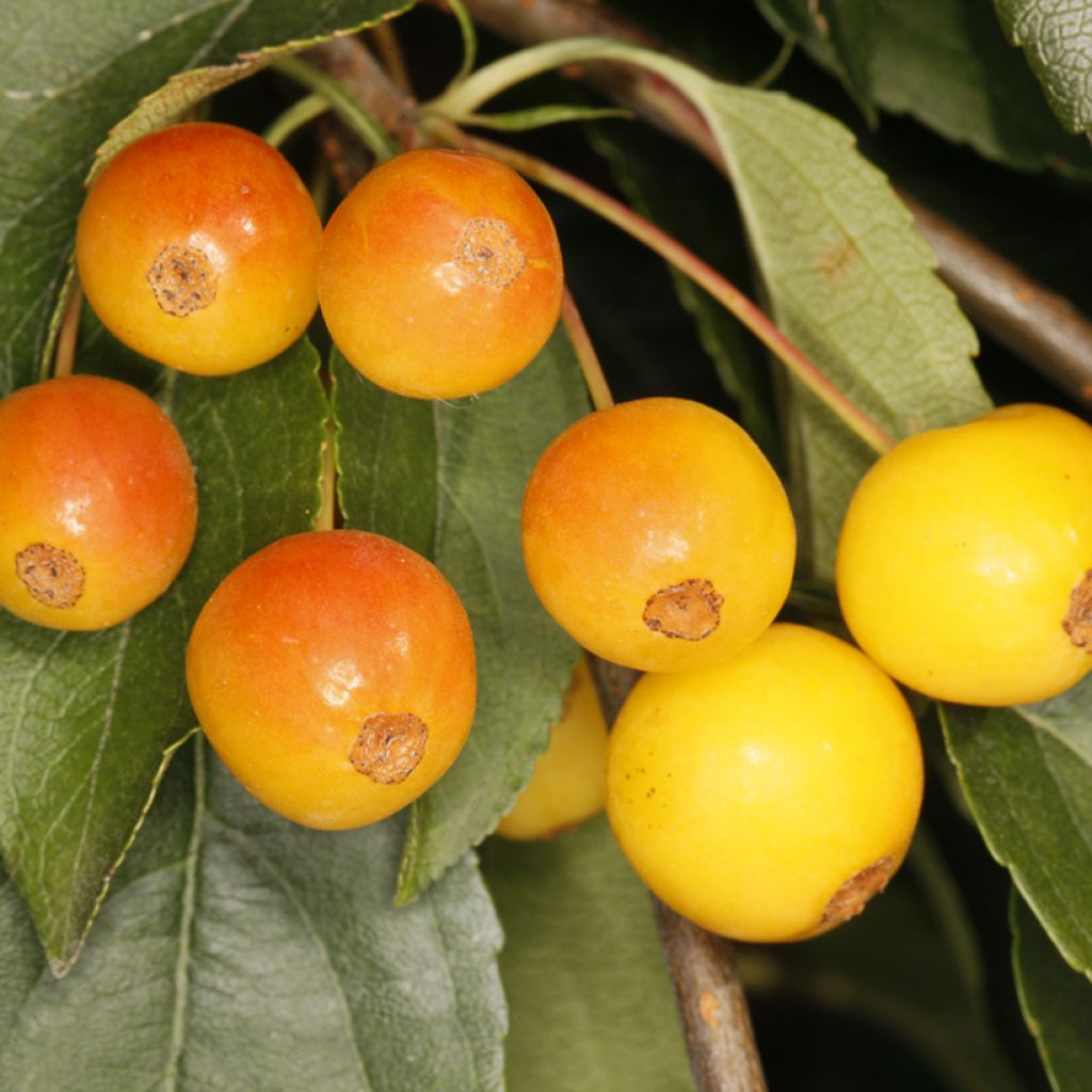 Malus sachalinensis Pendula - Crabapple