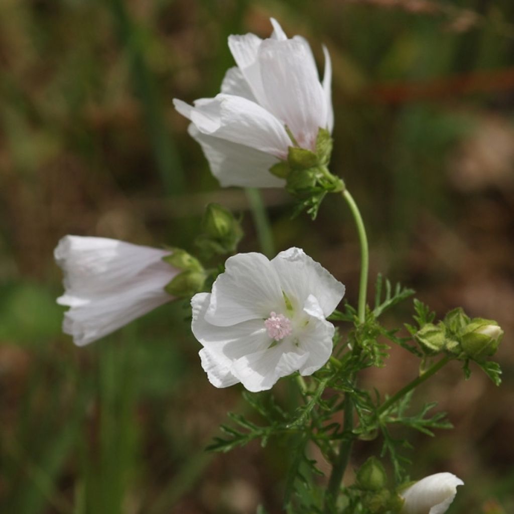 Malva moschata Alba - Musk Mallow