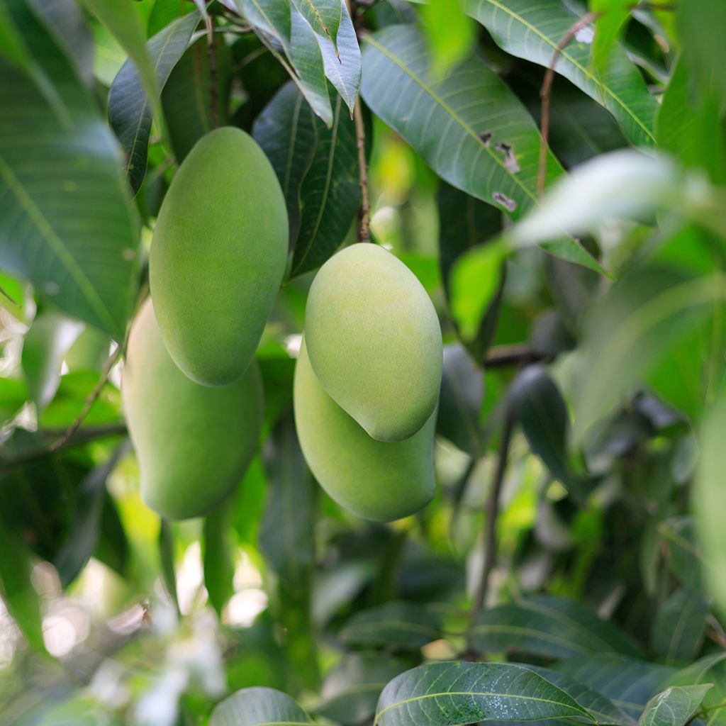 Mangifera indica - Mango Tree