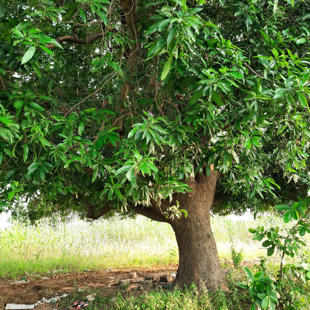 Mangifera indica - Mango Tree