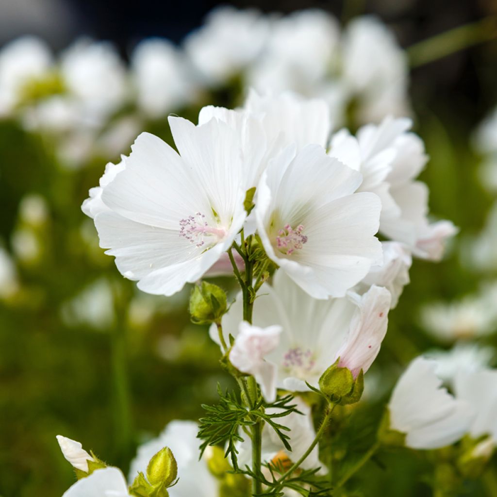 Malva moschata Alba - Musk Mallow