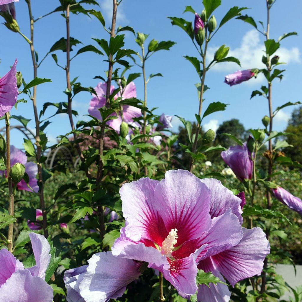 Hibiscus syriacus Purple Pillar - Rose of Sharon