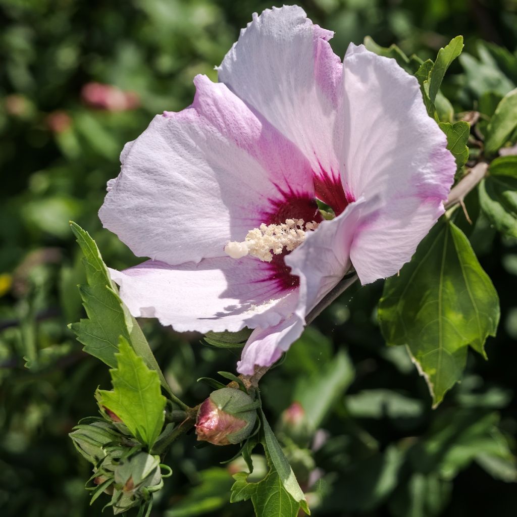 Hibiscus syriacus ROSSO®