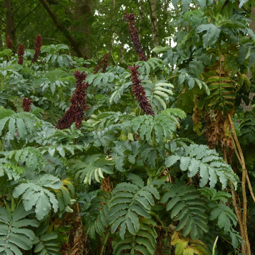 Melianthus major