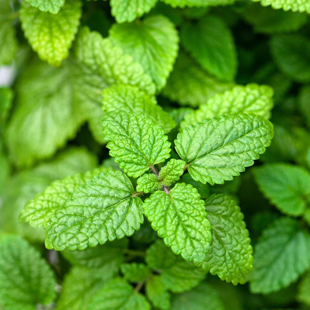 Lemon Balm Limoncello - Seeds