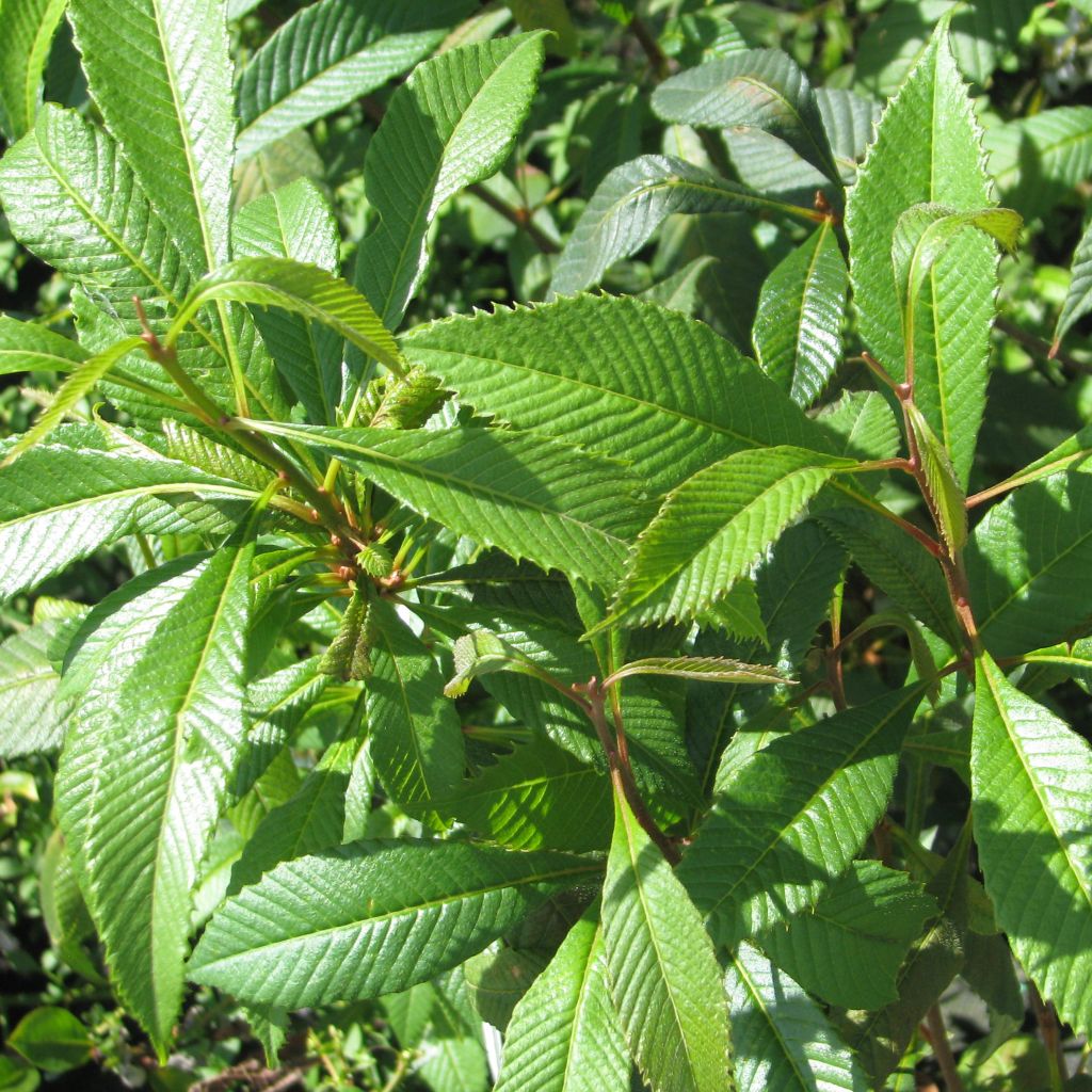 Melliosma dilleniifolia cuneifolia 