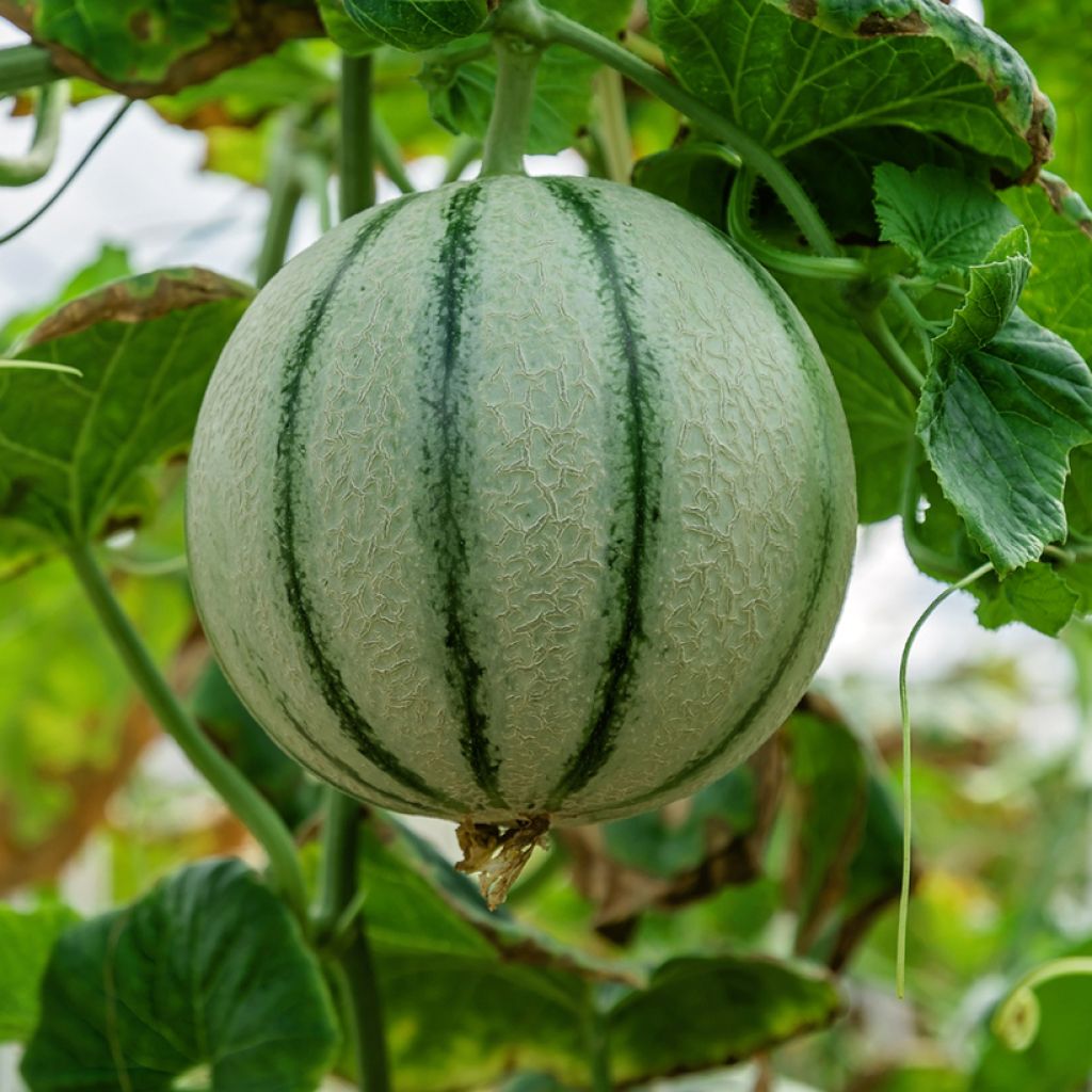 Melon Anasta F1 plants - Cucumis melo