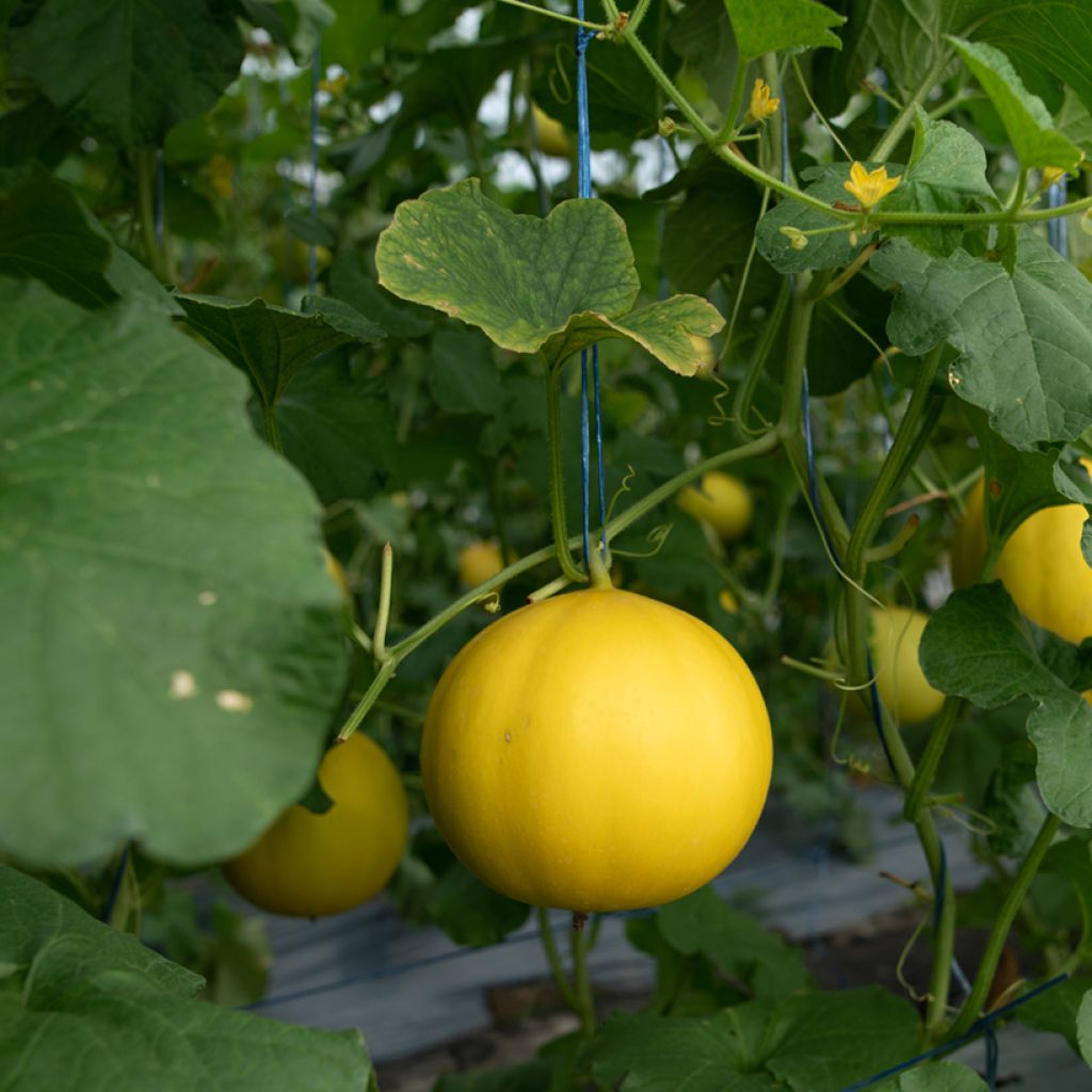 Cucumis melo Golden Ball