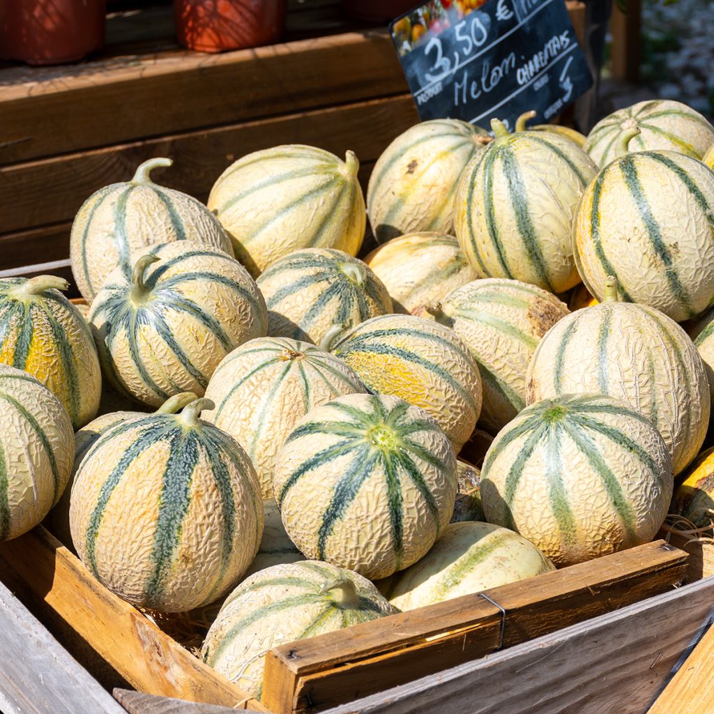 Organic Melon Charentais