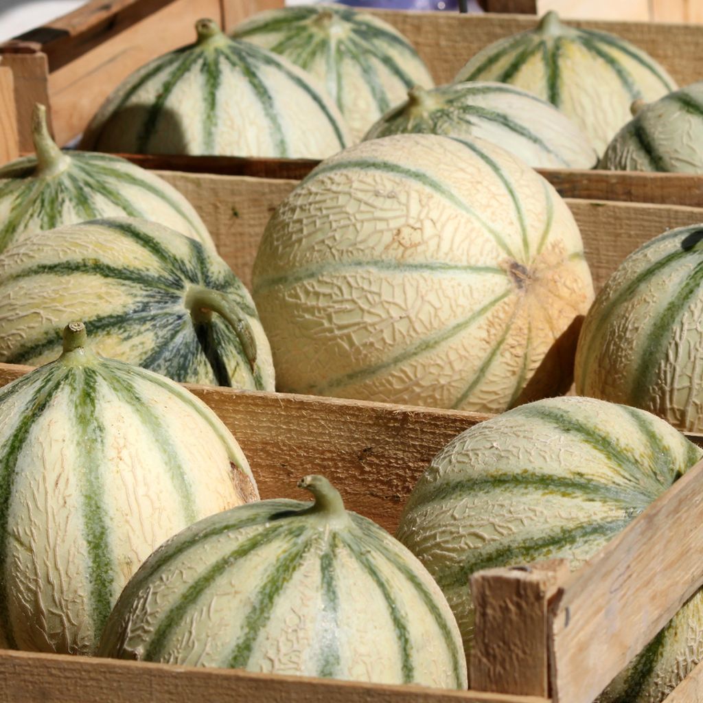 Cucumis melo