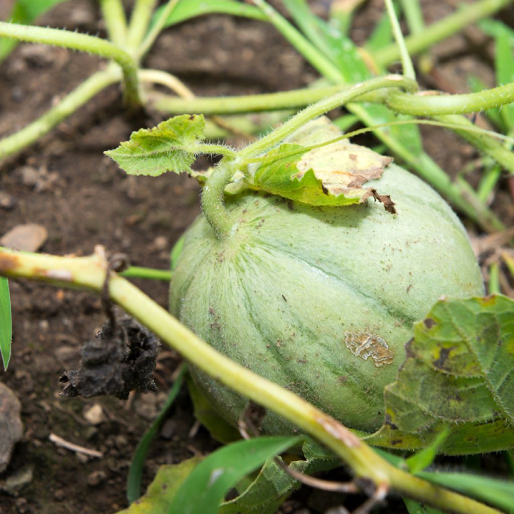 Cucumis melo Charentais