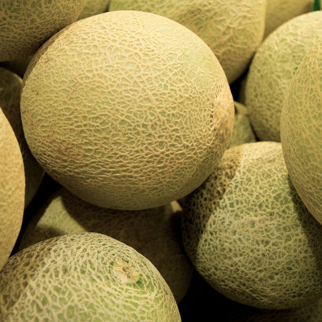 Cucumis melo Galia