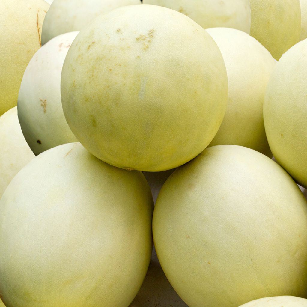 Honeydew Melon - Ferme de Sainte Marthe Seeds