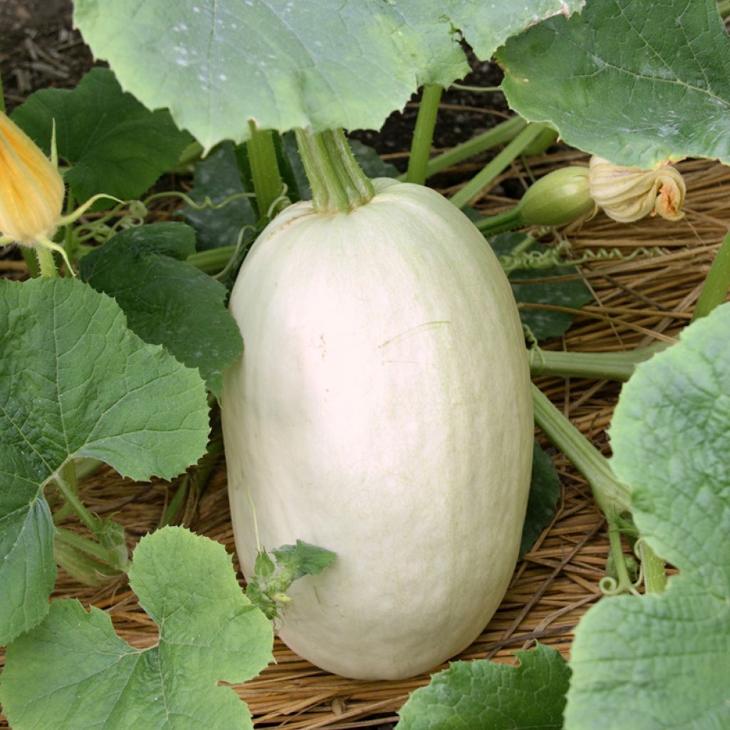 Melon Mangomel F1 plants - Cucumis melo