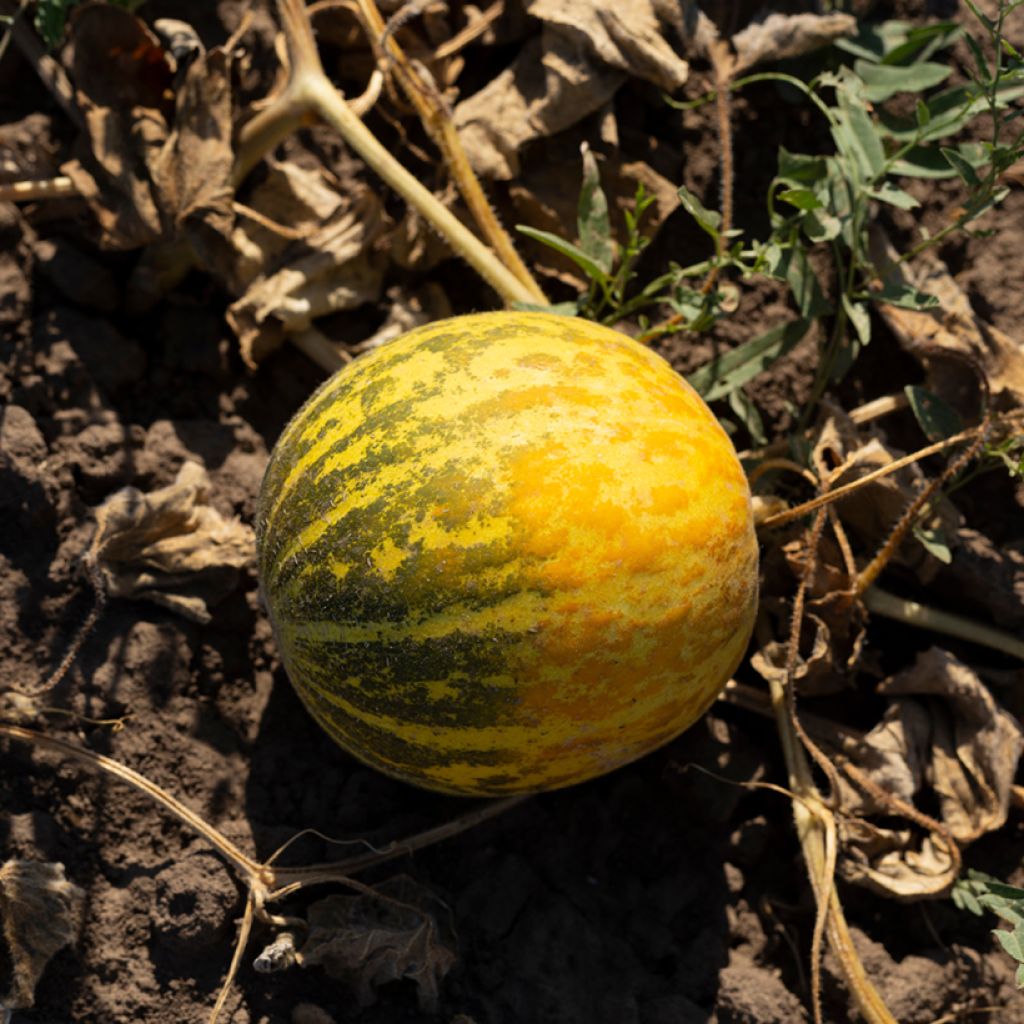 Cucumis melo Orange Pineapple