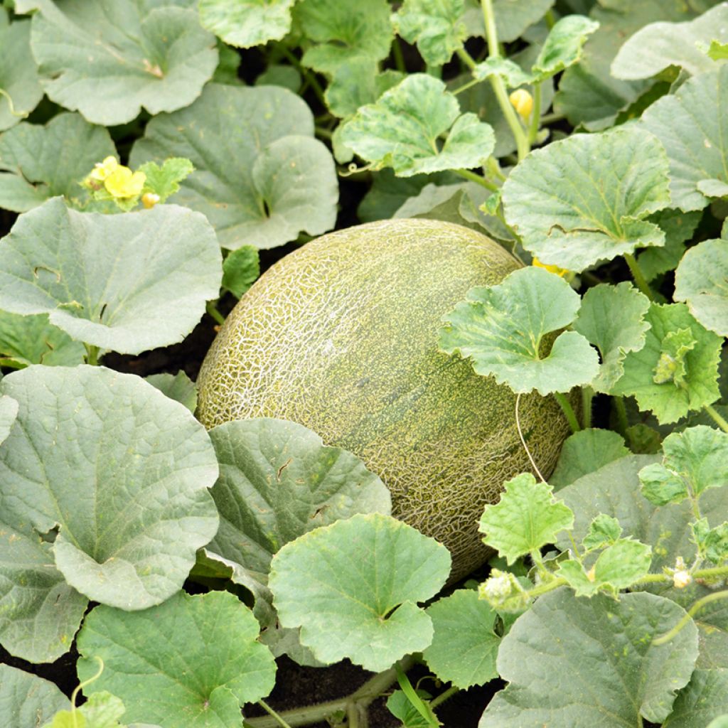 Melon Polidor F1 - Cucumis melo