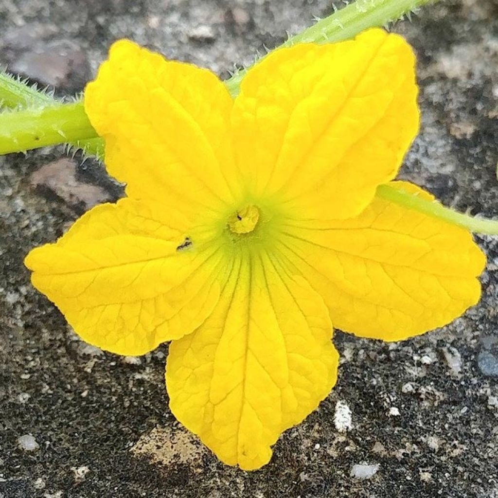 Melon charentais Santon en plant