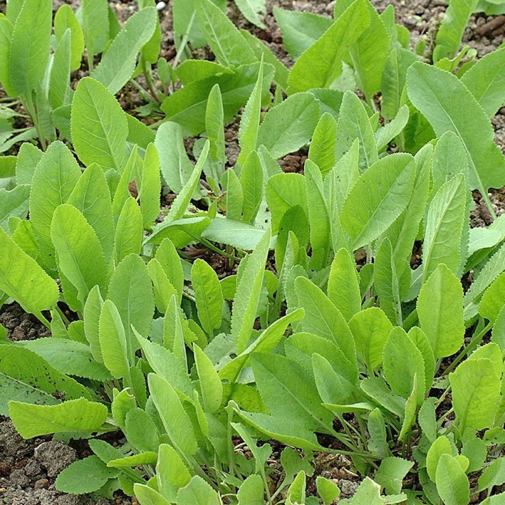 Tanacetum balsamita