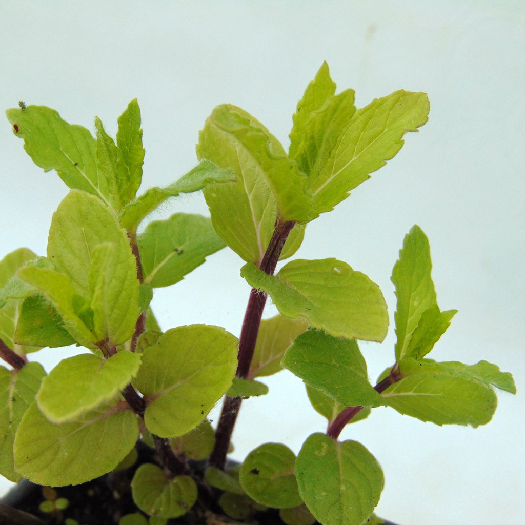 Mentha spicata Wintergreen - Mint