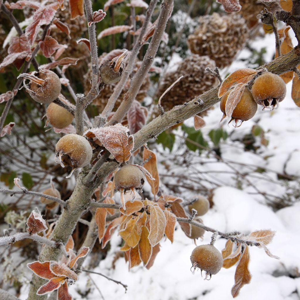 Medlar Macrocarpa - Mespilus germanica