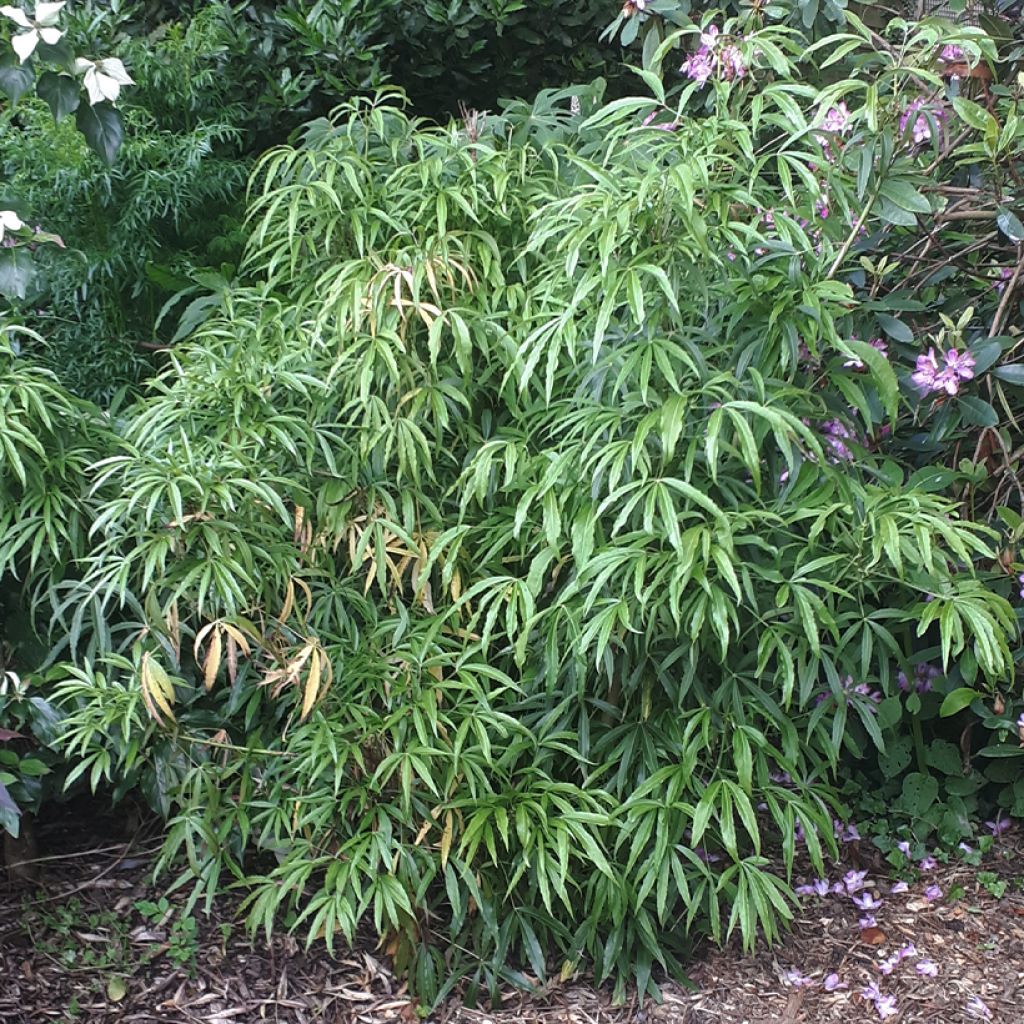 Metapanax davidii - Palm Leaved Aralia